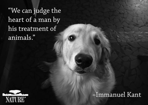 Why We Love Cats and Dogs ~ Important Pet Quotes in History | Nature | PBS Dog Sleep, Animals Quotes, Love My Dog, Airedale Terrier, Animal Rights, Animal Quotes, Dog Quotes, Animal Lovers, A Quote