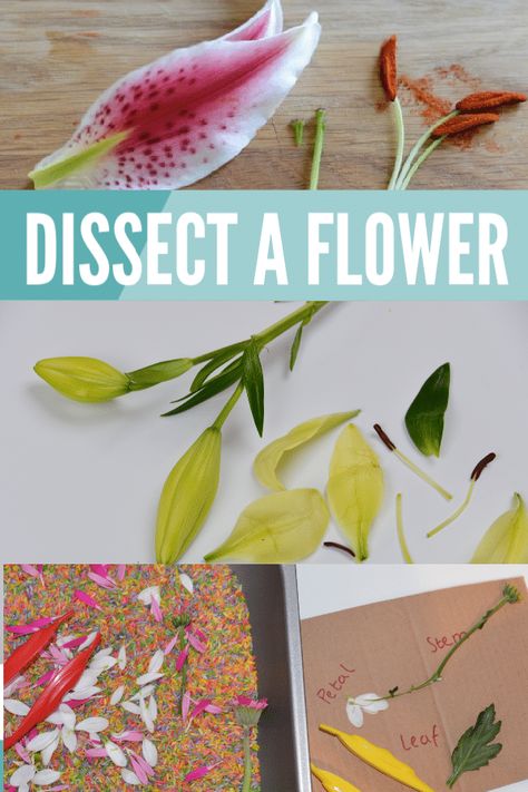 Plant Science Experiments Middle School, Flower Dissection For Kids, Flower Experiments For Kids, Parts Of A Flower Activity, Plant Science For Kids, Parts Of Flowers For Kids, Parts Of Flower Project, Botany For Kids, Parts Of A Plant Activity