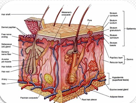 Print A&P 1 flashcards | Easy Notecards Nerve Fiber, Integumentary System Project, Sweat Gland, Radiology Student, Pulmonary Disease, Lymph Vessels, Sensory Nerves, Integumentary System, Skin Moles