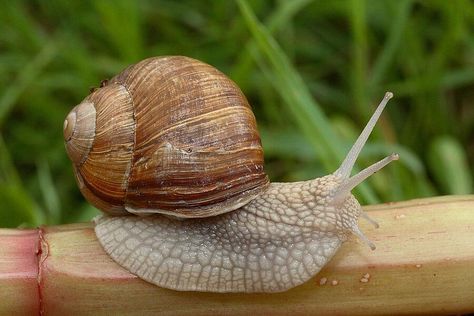 The Food of Ancient Rome Roman Snail, Garden Snails, Hungary Food, Snails Recipe, Snail Farming, Classroom Pets, Pet Snails, Snails In Garden, Africa Food