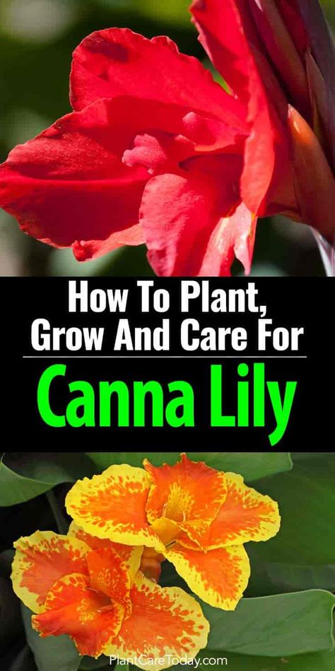 colorful canna lily flowers Canna Lily Landscaping, Canna Lily Care, Canna Lily Garden, Cana Lily, Perennials Low Maintenance, Canna Flower, Diy Container, Lily Care, Lily Plant