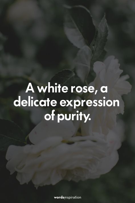 104 White Rose Captions for Instagram (specific for white roses!) White Rose Quotes, Rose Captions For Instagram Short, Instagram Short Captions, Rose Captions For Instagram, Rose Captions, Rose Flower Quotes, Short Captions For Instagram, Best Ig Captions, Quotes About Flowers Blooming