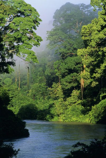 'River in lowland rainforest, Danum Valley, Sabah, Borneo' by Danita Delimont Borneo Travel, Borneo Rainforest, Malaysia Travel Guide, Beautiful Messages, Inspirational Messages, Beautiful Picture, Alam Yang Indah, Pretty Places, Image Hd