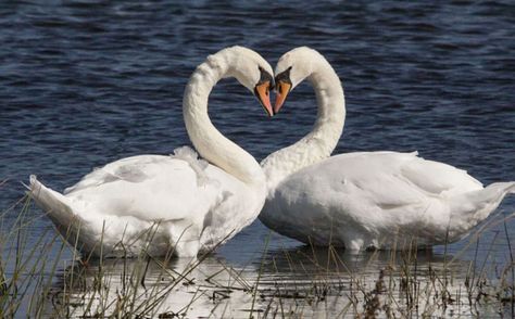 nature geese make heart for love. Romantic Animals, Heart In Nature, Power Animal, I Love Heart, Heart Images, Happy Heart, Beautiful Heart, Heart Art, Swans