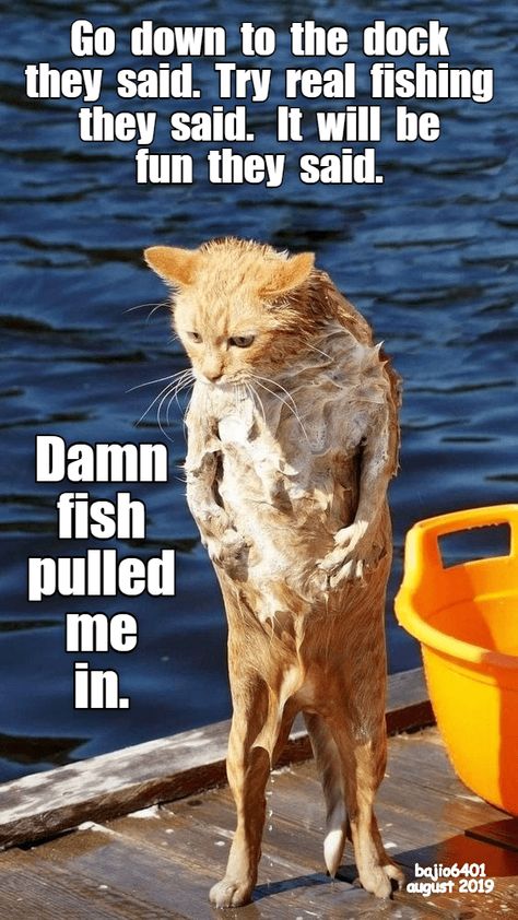 IT WASN'T FUN Cat Humor, Cat Quotes Funny, Cat Quotes, Funny Cat Memes, Funny Cat Pictures, Funny Animal Memes, The Funny, Silly Cats, Animal Quotes