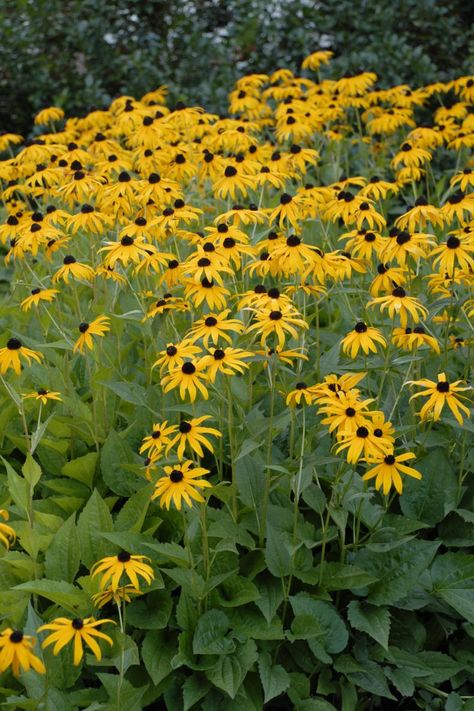 Black-eyed Susan (Rudbeckia fulgida ‘Goldsturm’) Enchanted Gardens, Hgtv Garden, Full Sun Perennials, Deer Resistant Plants, Best Perennials, Sun Perennials, Flowering Shrubs, Evergreen Shrubs, Black Eyed Susan