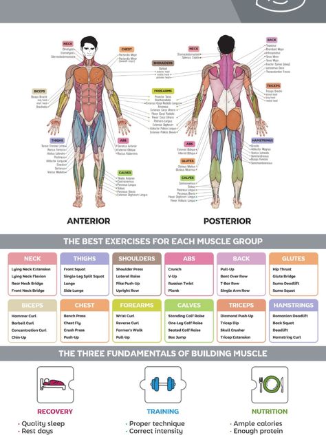 the different muscles in the human body Workout Vocabulary, Poster Exercise, Muscle Groups To Workout, Gym Posters, Fitness Poster, Gym Antrenmanları, Gym Poster, Home Gym Exercises, Gym Workout Chart