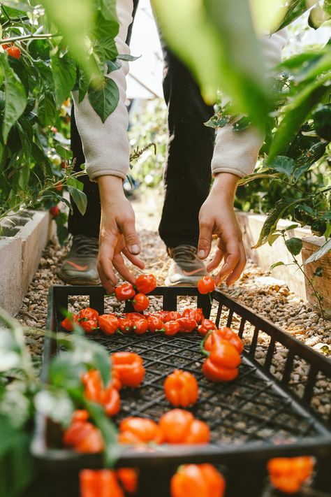 Farm Produce Photography, Vegetable Garden Photography, Garden Food Photography, Farm To Table Photography, Farm Lifestyle Photography, Farm Product Photography, Farmers Market Photography, Groceries Photography, Organic Farming Photography