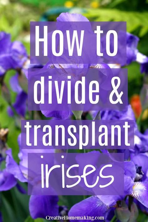 Transplanting Iris In Spring, When To Move Iris Bulbs, How And When To Divide Iris, When To Divide Iris Bulbs, Dividing Iris Plants, How To Plant Irises, Iris Beds Flowers Garden, Thinning Iris Bulbs, When To Transplant Iris Bulbs