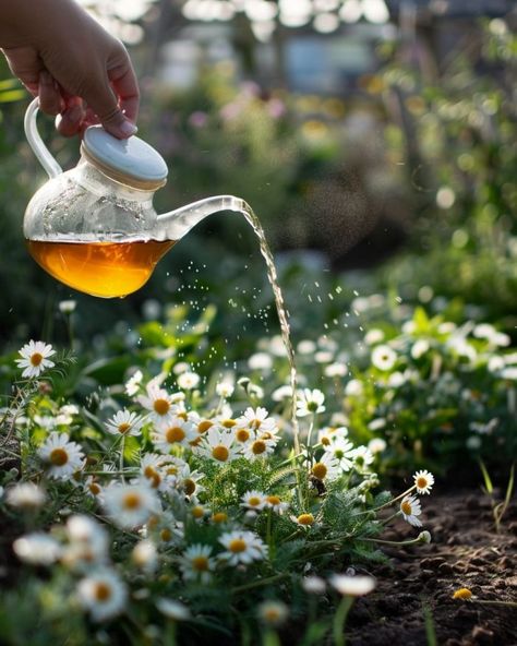 Chamomile tea is a gardener's guardian. Here's why. Chamomile Plant, Wandering Jew, Attracting Beneficial Insects, Natural Ecosystem, Plant Diseases, Living Off The Land, Chamomile Tea, Garden Pictures, Plant Health