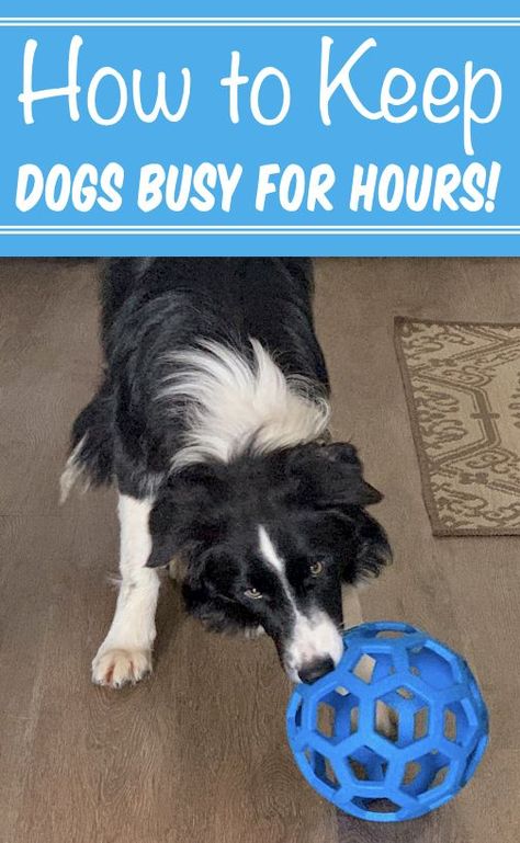 How to Keep Dog Busy While at Work Keep Dog Busy, Dog Busy Toys, Dog Toys For Boredom, Dog Boredom, Diy Pet Toys, Bored Dog, Diy Dog Toys, Dog Behavior Problems, Dog Enrichment