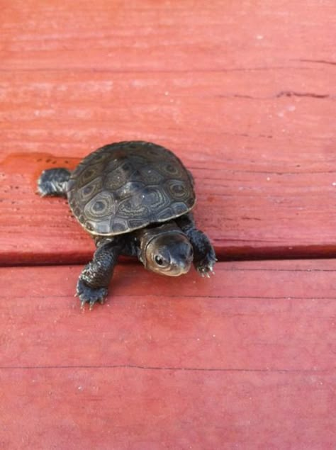 <3333 Box Turtles, Turtle Time, Aquarium Terrarium, Pet Turtle, Tortoise Turtle, Tiny Turtle, Animals Amazing, Turtle Love, Pet Animals