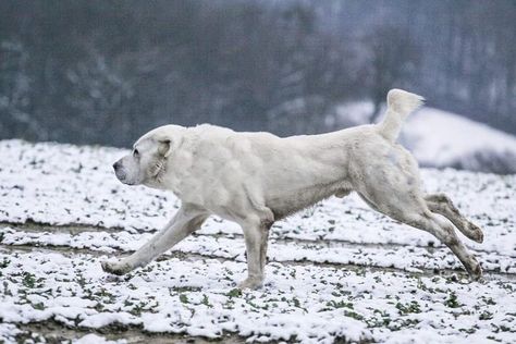 Alabai Dog, Central Asian Shepherd, Animal Poses, Kangal Dog, Livestock Guardian Dog, K9 Unit, Big Dog Breeds, Huge Dogs, Dog Poses