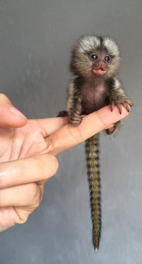 Pygmy Marmoset, Regnul Animal, Cele Mai Drăguțe Animale, Psy I Szczenięta, Mandrill, Baby Animals Pictures, Animale Rare, Haiwan Peliharaan, Baby Animals Funny