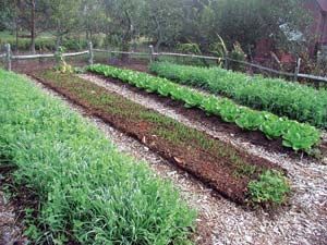 Weedless Garden Ideas, Vegetable Gardening Ideas, Garden From Scratch, Organic Mulch, Organic Vegetable Garden, Veg Garden, Organic Garden, Home Vegetable Garden, Organic Gardening Tips