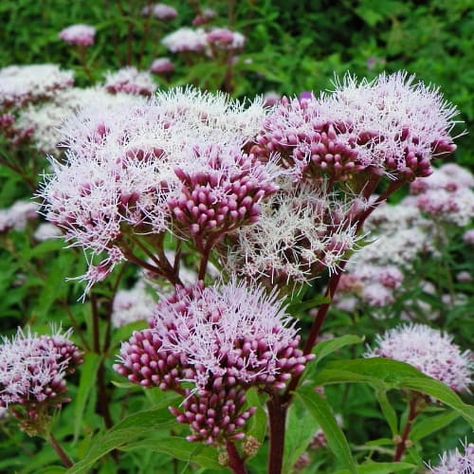 How to Plant & Grow Hemp Agrimony (Eupatorium cannabinum) - Pond Informer How To Grow Hemp, Hemp Agrimony, Hemp Plant, Seeds Benefits, Forest Habitat, British Garden, Pond Plants, Cold Frame, Replant