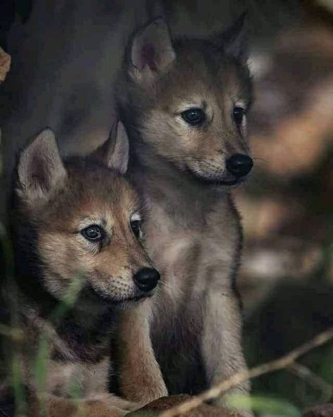 Wolf Lovers | Cute ! | Facebook Wolf Cubs Tattoo, Aesthetic Puppy Wallpaper, Wolf With Cubs, Wallpaper Wolf, Wolf Puppies, Aesthetic Wolf, Wolf Cubs, Aesthetic Puppy, Wolf Aesthetic