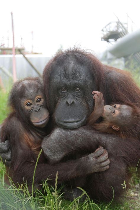 GALLERY: Happy 30th birthday Monkey World! We look back at the centre through the years | Bournemouth Echo Family Monkey, Birthday Monkey, Monkey Family, Monkey World, Baby Orangutan, Pet Monkey, Happy 30th, Happy 30th Birthday, Cute Monkey