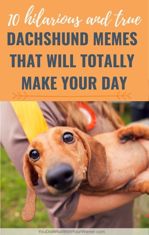 You'll laugh, you'll cry, you'll snort - Funny Dachshund memes and photos that will make your day brighter. Funny Dachshund Pictures, Dachshund Funny Humor, Dachshund Puppy Funny, Dachshund Puppy Training, Dapple Dachshund Puppy, Dachshund Quotes, Dachshund Training, Dachshund Puppies For Sale, Dachshund Puppy Miniature