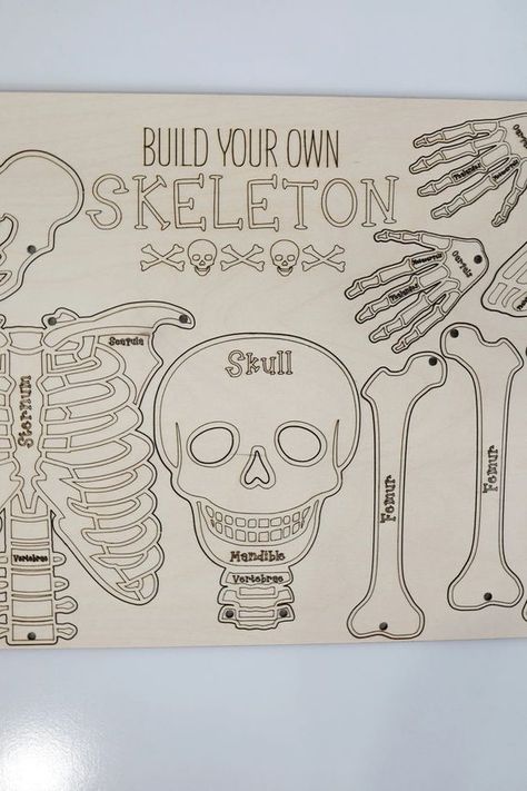 ✅⬆️Download free Laser cut files⬆️CLICK LINK⬆️ . Skeleton With Labels, Halloween Engraving Ideas, Halloween Laser Engraving Ideas, Skeleton Themed Halloween Party, Small Laser Projects, Laser Halloween Ideas, Halloween Laser Cut Ideas, Laser Svg Files, Small Cnc Projects . #lasercutfiles
#lasercutdesigns
#lasercutting
#lasercuttemplates
#lasercutprojects
#lasercutpatterns Halloween Engraving Ideas, Halloween Laser Engraving Ideas, Glo Forge Projects, Halloween Laser Ideas, Small Laser Projects, Anatomy Decorations, Laser Halloween Ideas, Laser Svg Files, Halloween Laser Cut Ideas