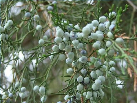 Cedar oil is produced from three types of tree families: junipers, Thuja and cedars. Cedar oils are extracted from the leaves, the bark and the berries, with one of two key processes — either distillation or chemical extraction. The oil is an aromatic essential oil that has been used holistically to treat respiratory illnesses, alleviate … Cedar Berries Uses, Cedarwood Tree, Homemade Scents, Herb Book, Witches Apothecary, Tree Meanings, Wild Crafting, Juniper Oil, Food Foraging