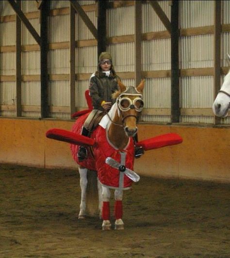 22 Costumes That Prove Horses Always Win At Halloween 2 Horse Halloween Ideas, Horse Halloween Costumes, Cowgirl Outfit, Horse Costumes, Halloween Express, Horse Dress, Hallowen Costume, Horse Crafts, Mini Horse