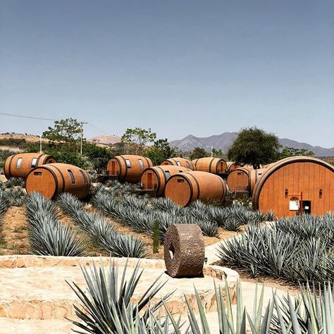 You Can Sleep In A Actual Tequila Barrel At This Agave Farm HotelDelish Tequila Agave, Tequila Jalisco, Sleeping Pods, Succulent Terrarium, Agaves, Cactus Garden, Mexican Culture, House Plants Indoor, Wine Barrel