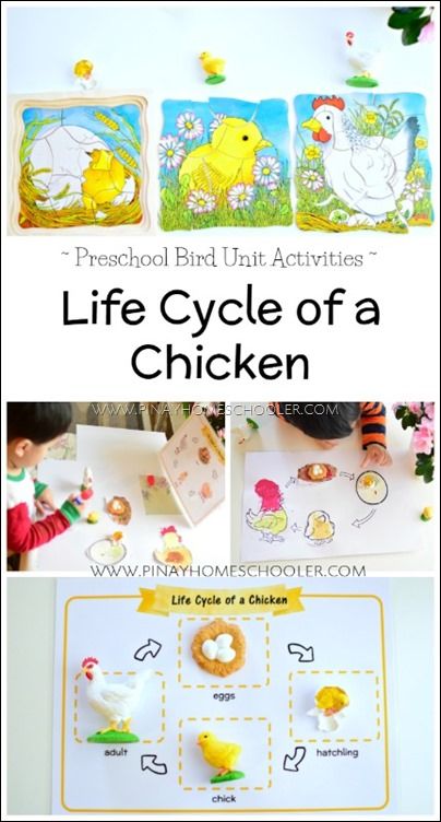 Bird Life Cycle Preschool, Life Cycle Preschool, Chicken Life Cycle Craft, Chicken Life Cycle Activities, Chicken Printable, Bird Life Cycle, Life Cycle Of A Chicken, Life Cycles Preschool, Life Cycle Activities