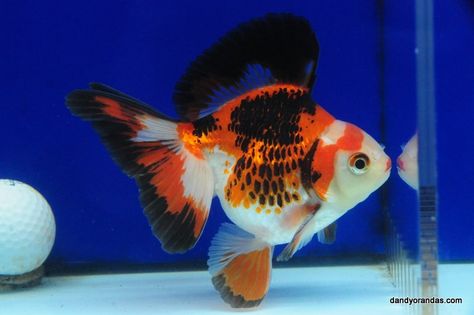 Tri-Color Broadtail Ryukin 4.75 inches » DandyOrandas.com Ryukin Goldfish, Comet Goldfish, Goldfish Tattoo, Fantail Goldfish, Ikan Air Tawar, Fabric Fish, Free Power, Golden Fish, African Cichlids