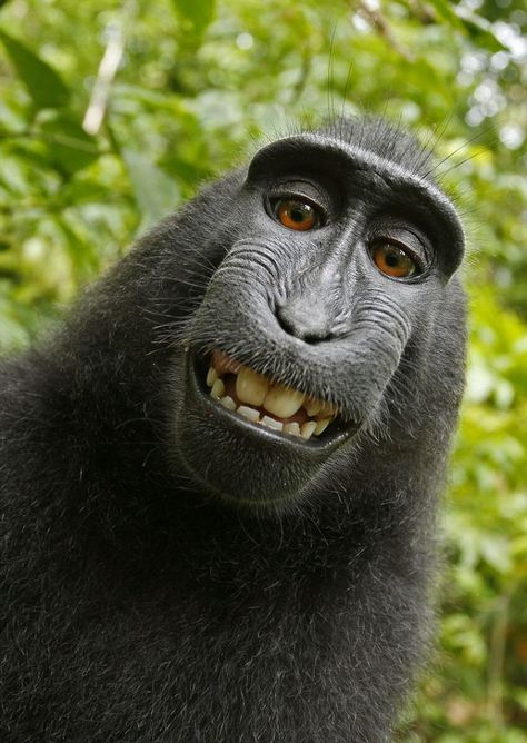 Look Ma, no cavities! Macaque Monkey, Gorilla Gorilla, Military Quotes, A Monkey, Monkeys Funny, Haiwan Peliharaan, Primates, Sweet Animals, Animal Photo