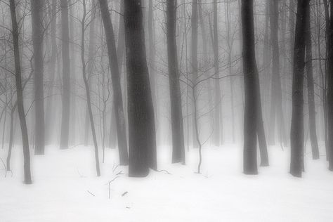 Snow Forest, Winter Fairy, I Love Winter, Winter Forest, Winter Aesthetic, White Aesthetic, Cold Winter, Pretty Pictures, Winter Wonderland