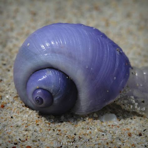 10 Exotic Animals With Unexpected Colors ~Purple Snail Snail Image, Shell Animals, Snail Art, Cute Small Animals, Sea Snail, List Of Animals, Exotic Animals, Curious Creatures, Snail Shell