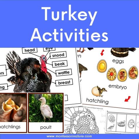 Turkey Life Cycle And Parts Of A Turkey – Free Printable - Montessori Nature Turkey Free Printable, Turkey Science, Honey Bee Life Cycle, Turkey Printable, Nature Printables, Turkey Activity, Bee Life Cycle, Science Printables, Montessori Printables