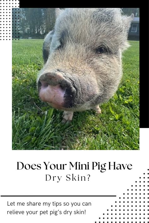 Mini Pig Dry Skin | Autumn Whitacre | How can you help your pig’s dry skin? Find out in this video! Dry Scaly Skin, Pot Belly Pigs, Pig Nose, Scaly Skin, Mini Pigs, Pet Pigs, Can You Help, Oil Moisturizer, Skin Diseases