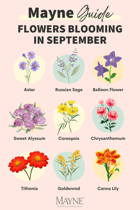 As summer's warmth fades and autumn's chill approaches, these 9 stunning flowers will set your garden ablaze with vibrant colors! 🍂🌼 Discover the gorgeous blooms to look out for this September and add a pop of color to your outdoor space. #FallGarden #SeptemberBlooms #AutumnVibes #GardenInspiration Fall Blooming Flowers, Autumn Arrangements, Planting Hacks, September Flower, Canna Lilies, Sweet Alyssum, Mexican Sunflower, Russian Sage, September Flowers