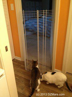 Foiled by the beautiful homemade cat gate! Kitten Ideas, Diy Dog Gate, Cat Gate, Chat Diy, Cat Fence, Cat Proofing, Pet Barrier, Cat Ideas, Homemade Cat