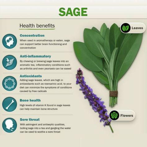 Benefits of herbs! Sage's health benefits Herb Companions, Sage Health Benefits, Antioxidant Food, Antioxidants Benefits Skin, Sage Benefits, Sage Tea, Medical Herbs, Herb Salad, Herbal Healing