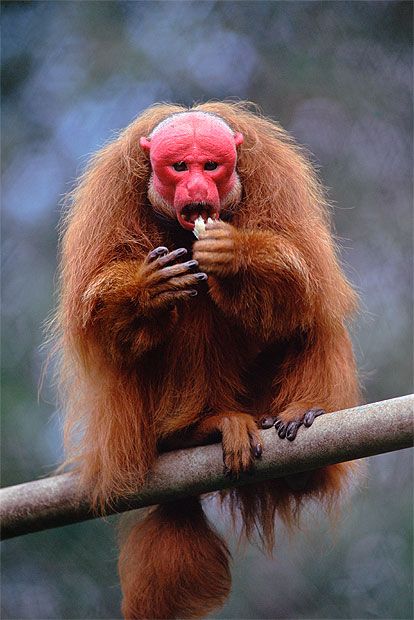 Bald uakari The shocking red pate of this follically-challenged simian has earned it the nickname among South Americans of 'mono angles', or 'English monkey', in honour of the first sunburnt Britons to visit their homeland. Where to spot them The bald uakari can be found deep in the forests of Brazil, Peru and Colombia. Reef and Rainforest can organise tailor made holidays to Uakari Lodge, in Brazil's remote Mamiraua Sustainable Development Reserve, where guests can Uakari Monkey, Monkey Breeds, Interesting Animals, A Monkey, Unusual Animals, Rare Animals, Weird Animals, Primates, Animals Of The World