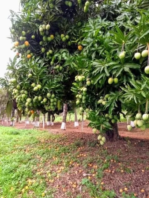 Tropical Fruit Garden Design, Mango Orchard, Fruit Garden Design, Home Vegetable Garden Design, Mango Farm, Poultry Farm Design, Bonsai Fruit Tree, Mango Trees, Fruit Farm