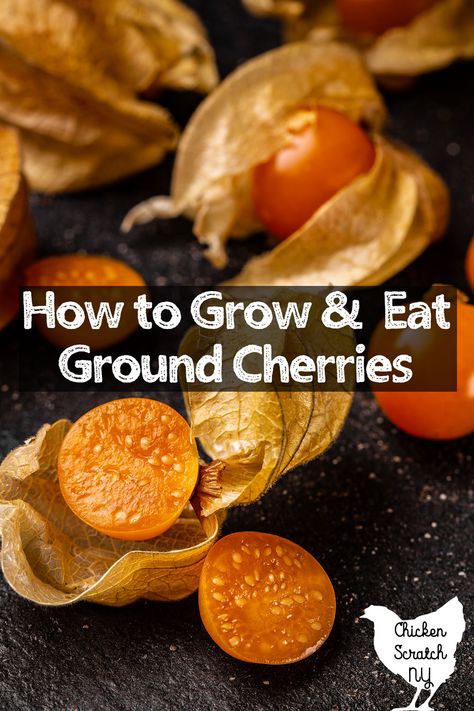 Growing Honey Berries, Ground Cherries Growing, Ground Cherry Recipes, How To Pit Cherries Easily, Grow Goji Berries, How To Grow Gooseberries, Fruit Farming, Allotment Planning, Canning Garden