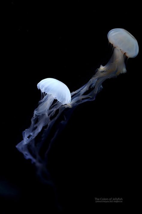 Animals Black Background, Dark Angelcore, Jellyfish Pictures, Home Lock Screen, Blue Jellyfish, Dark Pictures, Jelly Fish, Blue Poster, Whale Shark