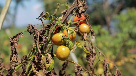 Tomatoes Plants Problems, Plant Leaves Turning Brown, Hot Peppers Plants, Tomato Problems, Plant Leaves Turning Yellow, Organic Fungicide, Bacterial Diseases, Tomato Plant, Brown Leaves