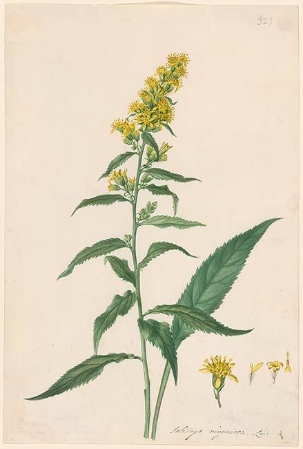 Golden Rod Tattoo, Golden Rod Flower, Greenman Tattoo, Alberta Flowers, Goldenrod Tattoo, Carl Linnaeus, Watercolor Paintings Nature, Western Tattoos, Golden Rod