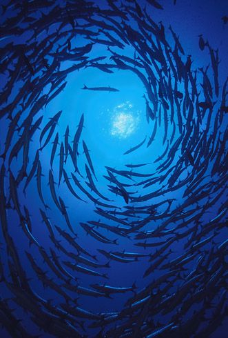 Schooling ~ Underwater photography by David Hall Looking Up From Underwater, School Of Fish Photography, Under Water Photography, Sea Dragons, Ocean Underwater, Water Aesthetic, Color Script, 타이포그래피 포스터 디자인, For Educational Purposes Only