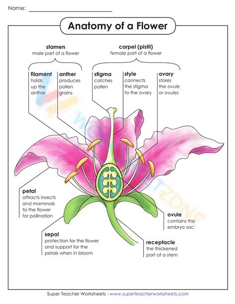 Parts Of A Flower Printable, Anatomy Of A Flower, Flower Worksheet, Reproduction In Plants, Children Worksheets, Bio Project, Plant Reproduction, Free Science Worksheets, Esl Materials