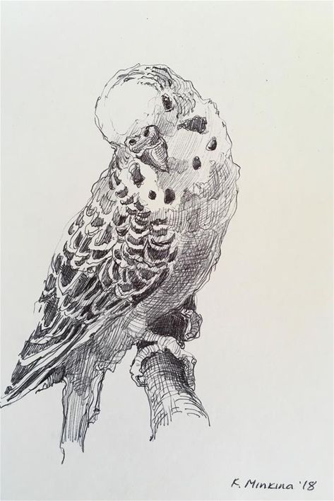 Katya Minkina Art, Parakeet Sketch, Budgie Sketch, Animal Pen Drawings, Budgie Tattoo, Pen Sketches Simple, Color Pen Drawing, Budgie Drawing, Parakeet Drawing