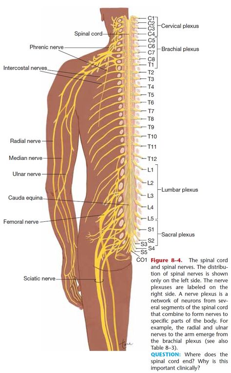 Spinal Nerves Nerve Diagram, Nerve Anatomy, Ear Reflexology, Radial Nerve, Sensory Nerves, Medical Dictionary, Facial Nerve, Basic Anatomy And Physiology, Carotid Artery