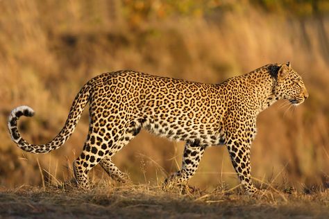 African Animals Photography, African Leopard, Panthera Pardus, Cat Species, Animals Amazing, Africa Safari, Rare Animals, Baboon, Large Cats