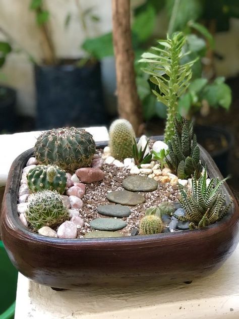 Cactus Garden Pot, Office Windowsill Decor, Cactus Potting Ideas, Cactus Arrangements Ideas, Cactus Pots Ideas, Cactus Planter Ideas, Cactus Garden Ideas, Mini Cactus Plants, Mini Cactus Pots