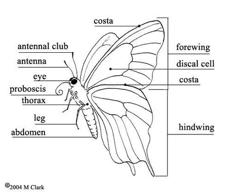 Montessori Apparatus, Jellyfish Sketchbook, Butterfly Reference, Butterfly Anatomy, 2x2 Picture Id, Butterfly Study, Butterfly Bat, Cabbage Butterfly, Basic Anatomy